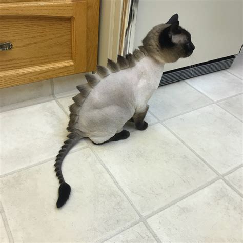 Beware the Dragon Cat Curse: A Warning to All